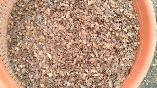 Cocoa shell husks